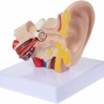 Modello anatomico - Orecchio umano