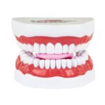 Modelo boca gigante Webber® Whopper Mouth- Tipodonto - Imagen 8