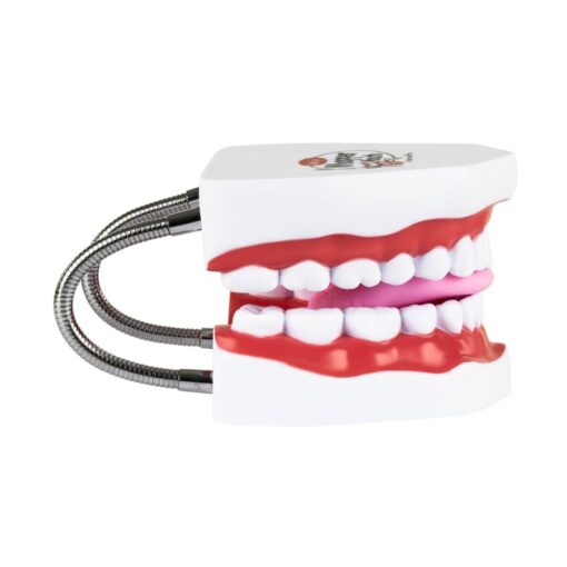 Modelo boca gigante Webber® Whopper Mouth- Tipodonto - Imagen 5