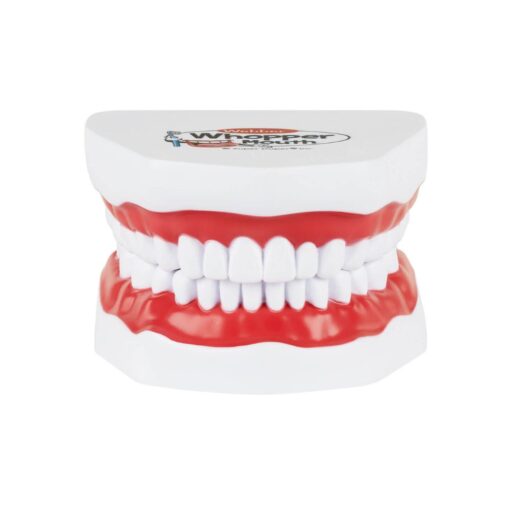 Modelo boca gigante Webber® Whopper Mouth- Tipodonto - Imagen 3
