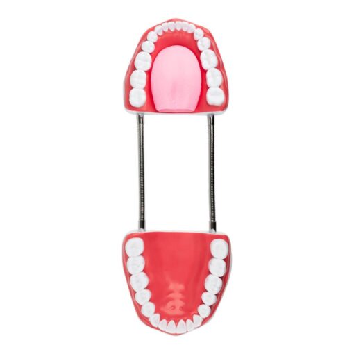 Modelo boca gigante Webber® Whopper Mouth- Tipodonto - Imagen 6