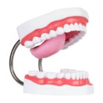 Modelo boca gigante Webber® Whopper Mouth- Tipodonto - Imagen 2