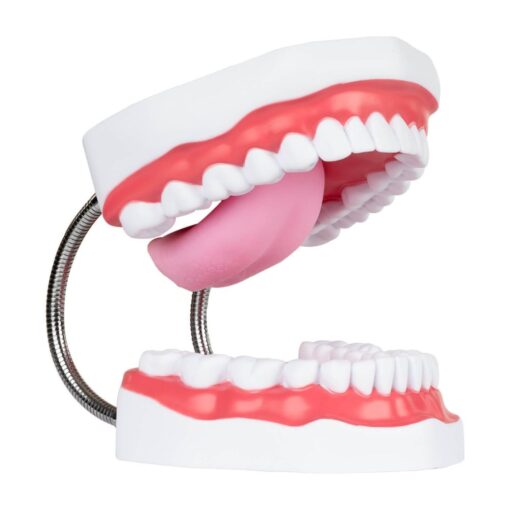 Modelo boca gigante Webber® Whopper Mouth- Tipodonto - Imagen 2