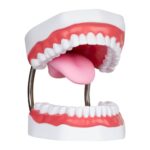 Modelo boca gigante Webber® Whopper Mouth- Tipodonto - Imagen 4