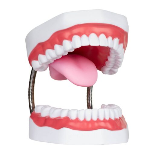 Modelo boca gigante Webber® Whopper Mouth- Tipodonto - Imagen 4